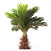 Horeca-Kunst-Palmboom-Hawaii-Groen-220-Cm-D